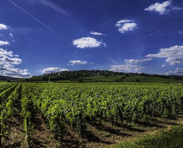 2 nights in the loire valley with chateau and wine tour 6 Loire Valley 2.jpg?w=375&h=304&scale