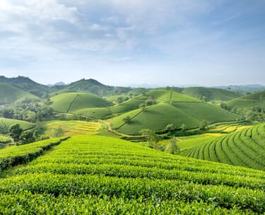 2 nights in the loire valley with chateau and wine tour 9 Canva stock Image Loire Valley 1 .jpg?w=375&h=304&scale