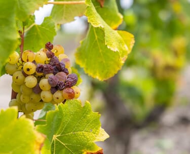 2 nights in the loire valley with chateau and wine tour 8 Canva stock Image wine tour 3.jpg?w=375&h=304&scale