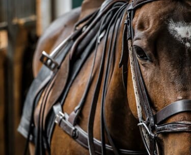 Polo: introduction to polo day with england’s lolly stanhope-white 17 CANVA polo 002 2.jpg?w=375&h=304&scale