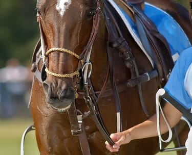 Polo: introduction to polo day with england’s lolly stanhope-white 12 CANVA polo 002 3.jpg?w=375&h=304&scale