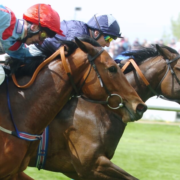 Horse Racing Race Course VIP Corporate Sports VIP Hospitality